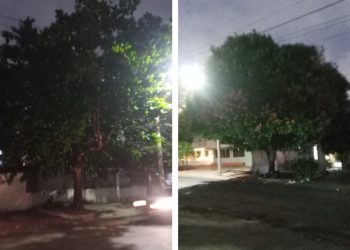 Denuncian riesgo por árboles sin control en sector del norte de Barranquilla
