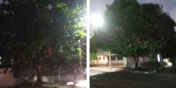Denuncian riesgo por árboles sin control en sector del norte de Barranquilla