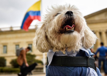 Procuraduría inicia seguimiento nacional al cumplimiento de las leyes de protección y bienestar animal