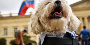 Procuraduría inicia seguimiento nacional al cumplimiento de las leyes de protección y bienestar animal