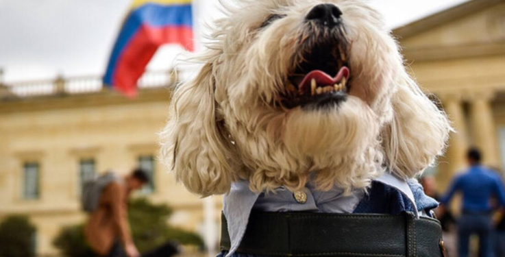 Procuraduría inicia seguimiento nacional al cumplimiento de las leyes de protección y bienestar animal