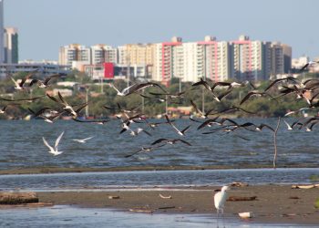 Barranquilla se consolida como capital emergente del aviturismo
