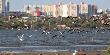 Barranquilla se consolida como capital emergente del aviturismo