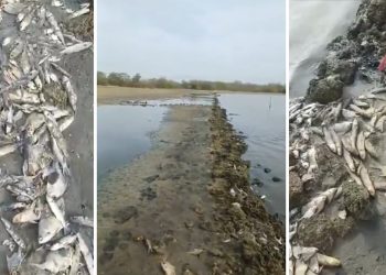 Alerta ambiental en Tubará: mortandad masiva de peces en el lago Caimán genera preocupación