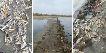 Alerta ambiental en Tubará: mortandad masiva de peces en el lago Caimán genera preocupación