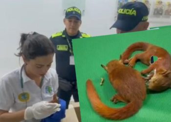 Capturan en Cartagena a hombre que intentaba sacar del país ardillas de forma ilegal