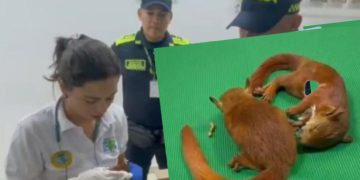 Capturan en Cartagena a hombre que intentaba sacar del país ardillas de forma ilegal
