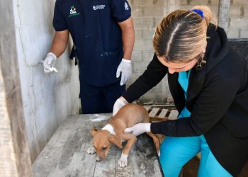 Alcaldía de Barranquilla trabaja permanentemente por el bienestar animal de la ciudad