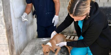 Alcaldía de Barranquilla trabaja permanentemente por el bienestar animal de la ciudad