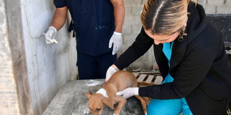 Alcaldía de Barranquilla trabaja permanentemente por el bienestar animal de la ciudad