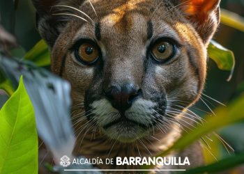 Alcaldía de Barranquilla promueve protección ambiental y manejo adecuado de fauna silvestre por actuales condiciones climáticas