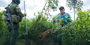 Alarmante: economía de la cocaína alcanza 4,4% del PIB y supera ingresos del petróleo en Colombia