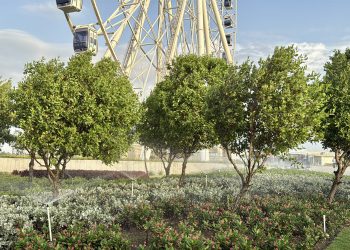 Barranquilla le apuesta a más árboles y zonas verdes para enfrentar la desertificación y la sequía