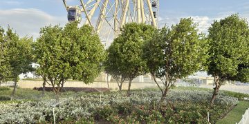 Barranquilla le apuesta a más árboles y zonas verdes para enfrentar la desertificación y la sequía