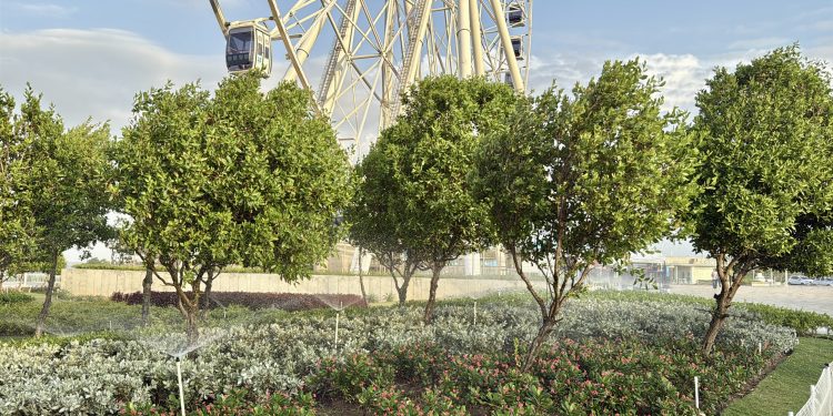 Barranquilla le apuesta a más árboles y zonas verdes para enfrentar la desertificación y la sequía