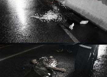 Fatal accidente de motocicleta en el Puente Pumarejo deja dos personas muertas