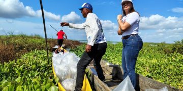 El Guájaro se reactiva con 200.000 bocachicos en Manatí