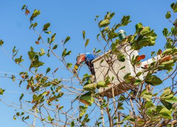 Air-e realizará trabajos de poda y adecuaciones eléctricas este lunes en Sabanalarga y Palmar de Varela
