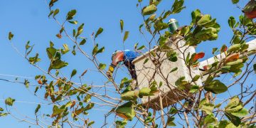 Air-e realizará trabajos de poda y adecuaciones eléctricas este lunes en Sabanalarga y Palmar de Varela