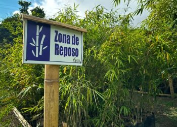 Histórico: Colombia implementa el primer registro nacional para bosques de guadua y bambú