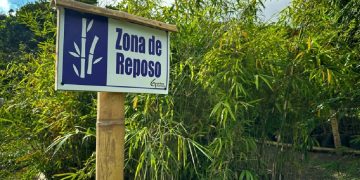Histórico: Colombia implementa el primer registro nacional para bosques de guadua y bambú