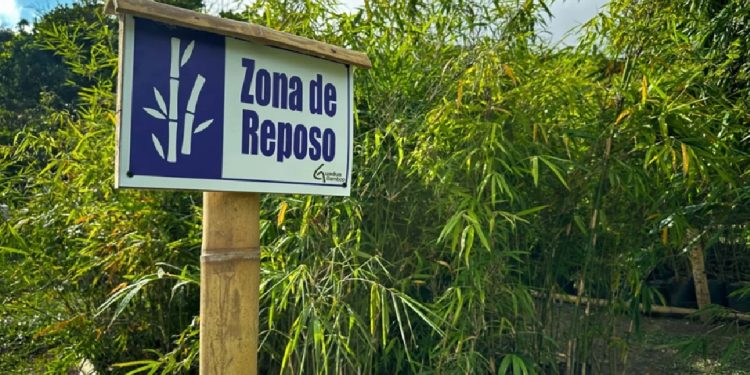 Histórico: Colombia implementa el primer registro nacional para bosques de guadua y bambú