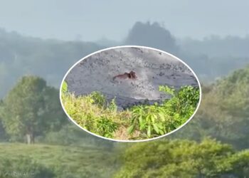 Volcán de lodo en San Pedro de Urabá registra erupción y deja animales atrapados