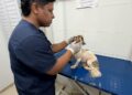 Alcaldía de Barranquilla atiende denuncia ciudadana y rescata ocho animales de raza que serían comercializados irregularmente