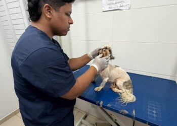 Alcaldía de Barranquilla atiende denuncia ciudadana y rescata ocho animales de raza que serían comercializados irregularmente