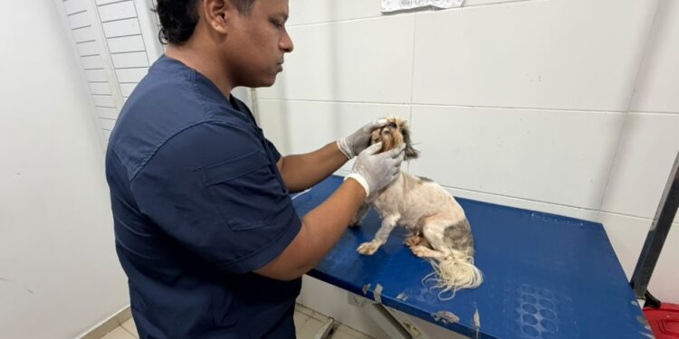 Alcaldía de Barranquilla atiende denuncia ciudadana y rescata ocho animales de raza que serían comercializados irregularmente