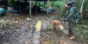 Ejército destruyó laboratorio de pasta base de coca en Miraflores, Guaviare