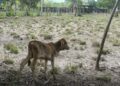 Incipiente sequía e impacto de ‘El Niño’ golpean gravemente al sector agropecuario del Atlántico