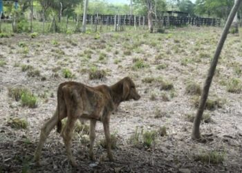 Incipiente sequía e impacto de ‘El Niño’ golpean gravemente al sector agropecuario del Atlántico