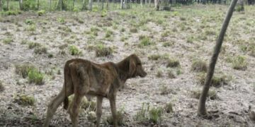 Incipiente sequía e impacto de ‘El Niño’ golpean gravemente al sector agropecuario del Atlántico