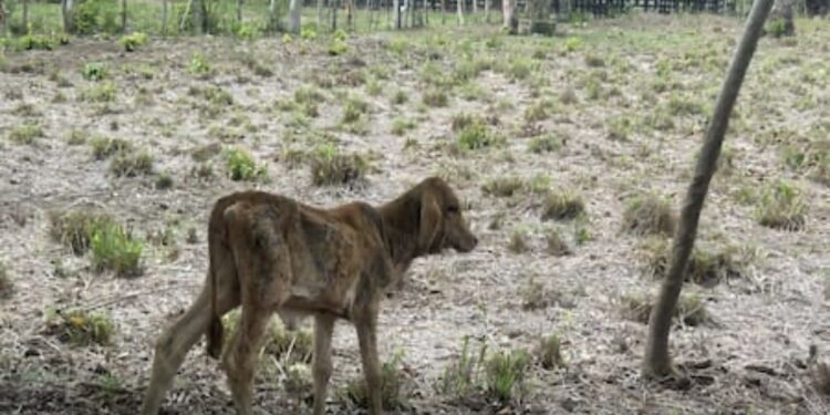 Incipiente sequía e impacto de ‘El Niño’ golpean gravemente al sector agropecuario del Atlántico