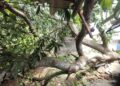 Alcaldía de Barranquilla emite recomendaciones ante la llegada de la segunda temporada de lluvias del año