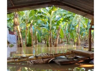 ¡Emergencia en Zona Bananera! Creciente del río Riofrío inunda fincas y amenaza a pequeños productores