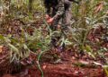 Ejército destruye 26 explosivos del ELN en Arauca: estaban en zona rural de Tame
