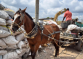 Procuraduría pone la lupa a sustitución de vehículos de tracción animal en el país