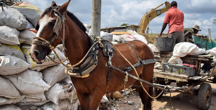 Procuraduría pone la lupa a sustitución de vehículos de tracción animal en el país