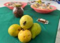 Gobernación del Atlántico impulsa el emprendimiento con el XVII Festival de la Guayaba en Palmar de Varela