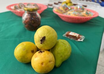 Gobernación del Atlántico impulsa el emprendimiento con el XVII Festival de la Guayaba en Palmar de Varela