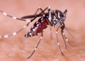 Alerta por presunto aumento de dengue en Puerto Giraldo: habitantes piden intervención urgente
