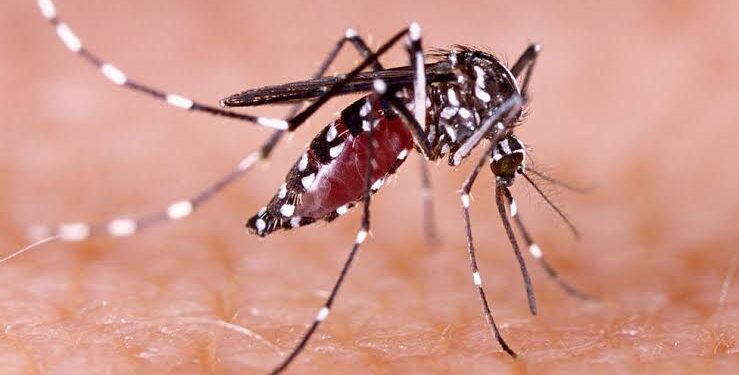 Alerta por presunto aumento de dengue en Puerto Giraldo: habitantes piden intervención urgente